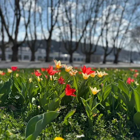 Rhine & Wine Apartman Koblenz